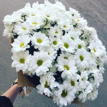 Хризантема белая кустовая 15 шт